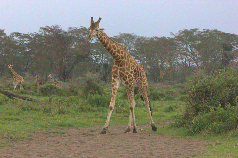Nairobi: Sunrise Wildlife Safari with Hotel Pickup