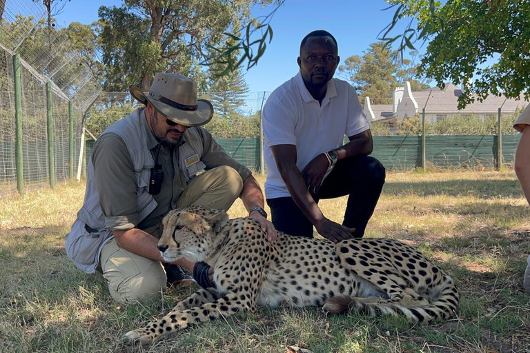 Kapsztad: gepard, spotkanie z żyrafą i wycieczka winiarskaKapsztad: wyprawa z gepardem, spotkanie z żyrafą i wycieczka winiarska
