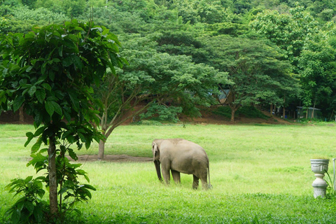 Chiang Mai: Ethical Elephant Experience - Transfer Options A : Meeting Point Feeding, Walk with Elephants (No Transfer)
