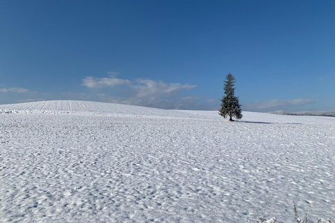 Asahikawa,Biei and Furano Wonderland day Tour in small group Itinerary C: Fairy Terrace Illumination Exclusive Tour