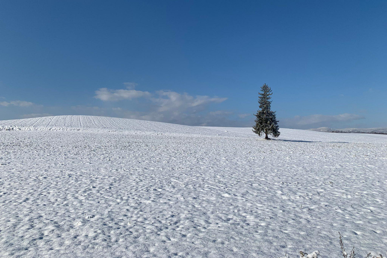 Asahikawa,Biei and Furano Wonderland day Tour in small group Itinerary C: Fairy Terrace Illumination Exclusive Tour