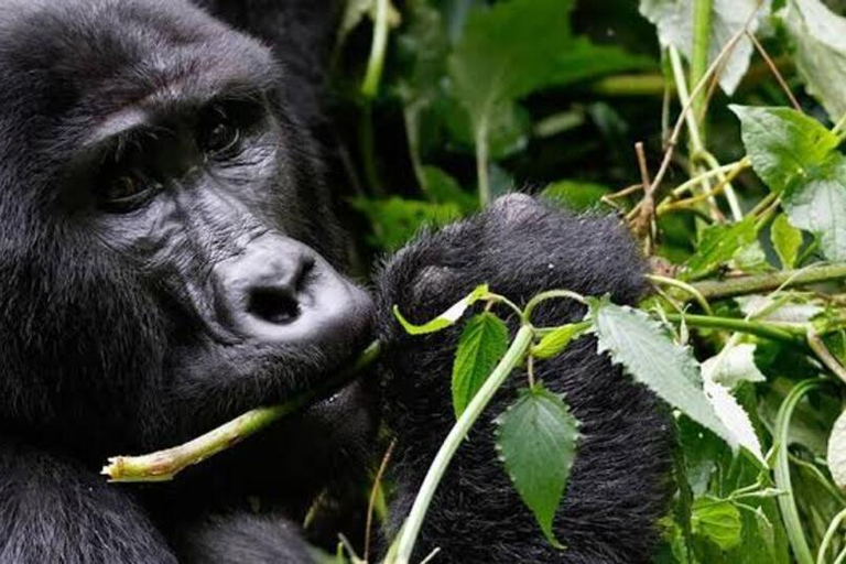 Ruanda : Excursão de 3 dias - Cidade de Kigali, Parque Nacional dos Vulcões