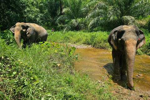 From Khao Lak: Bamboo Rafting & Jungle Trekking in Khao Sok Bamboo Rafting and Ethical Elephant Experience
