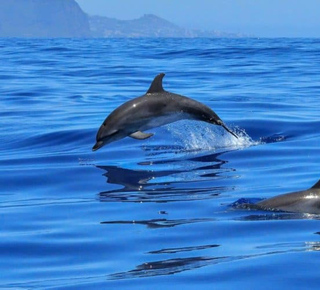 Observation des dauphins à Koani