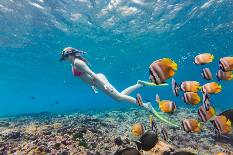 Nusa Penida Manta Snorkeling with Turtle & Beautiful Corals