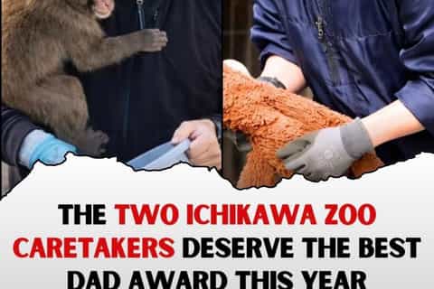 Tokyo : visite du zoo d'Ichikawa avec pandas roux et Punch-kun
