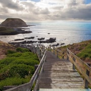 Melbourne: Phillip Island Tour with Koalas & Penguins