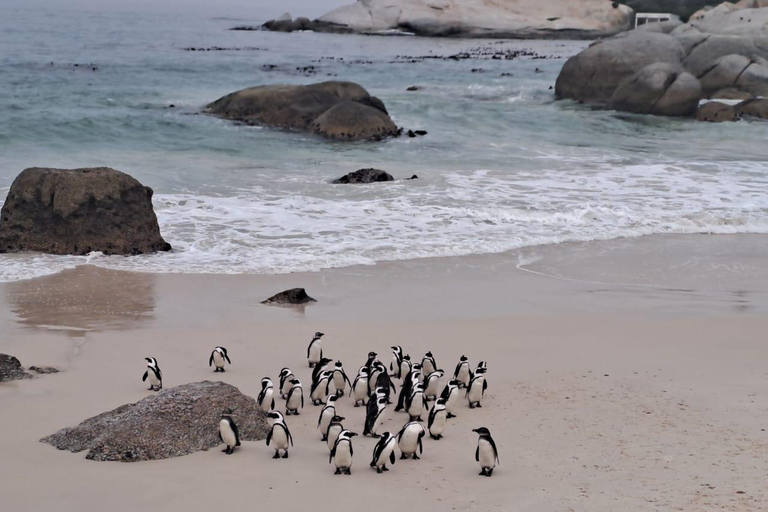 Kapsztad: obserwacja wielorybów, degustacja wina i wycieczka z pingwinami