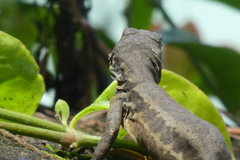 Tour delle cascate e delle grotte del Parco Nazionale di Tijuca