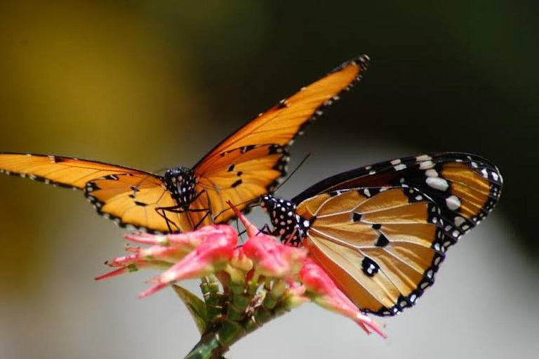 Zanzibar: Jozani Forest, Tortoise Park, & Butterfly Tour Private tour without hotel pick up and drop off