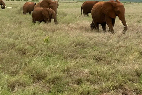 Nairobi: 3-Day honeymoon safari to Amboseli National Park Overnight Private to Amboseli National Park