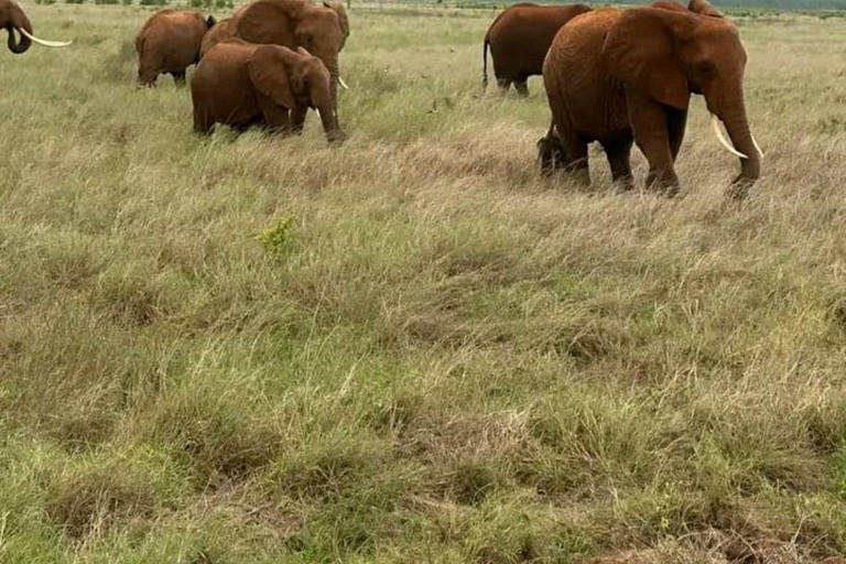 Nairobi: 3-Day honeymoon safari to Amboseli National Park Overnight Private to Amboseli National Park