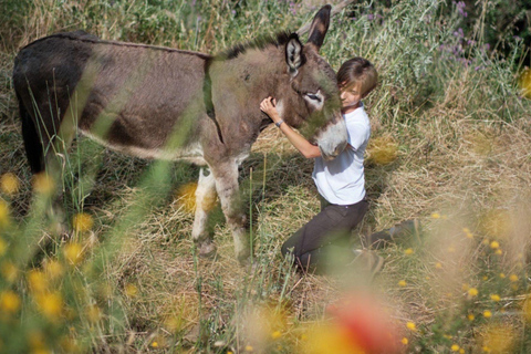 Walk with Donkeys in the Hills of PisaEnglish