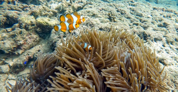Phuket: Coral Reef Scuba Diving Experience at Pristine Beach