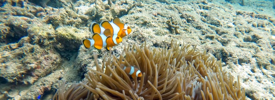 Phuket : expérience de plongée sous-marine sur un récif de corail immaculé