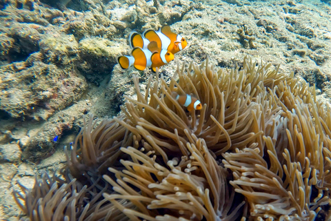 Scuba diving from stunning coral reef in the heart of Phuket