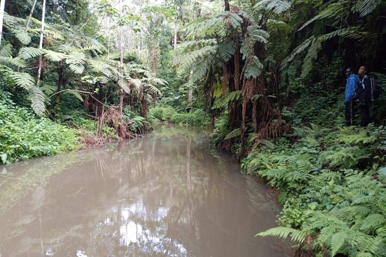 Nairobi: Kereita Forest Ziplining and Nature Walk Tour