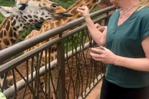 Nairobi: Giraffe Centre Visit and Giraffe Feeding Experience