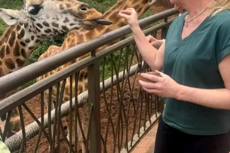 Nairobi: Giraffe Centre Visit and Giraffe Feeding Experience