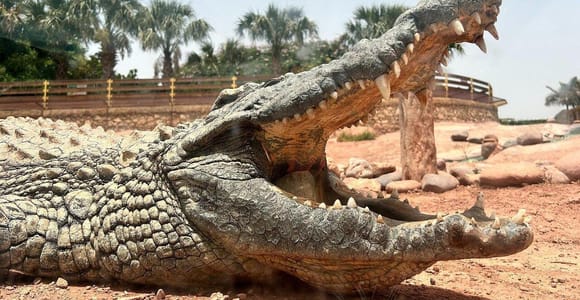 From Agadir/Taghazout: Crocoparc & Tree-Climbing Goats