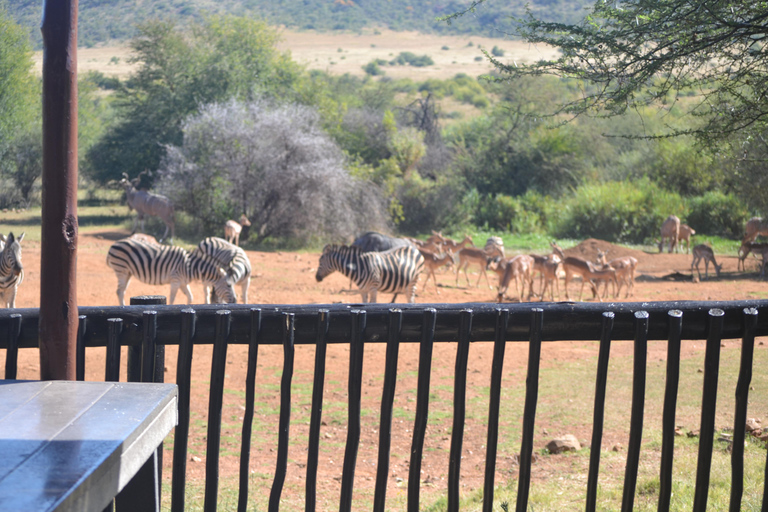 Pilanesberg Tour Big 5 hunt Pilanesberg Tour Big 5 hunt