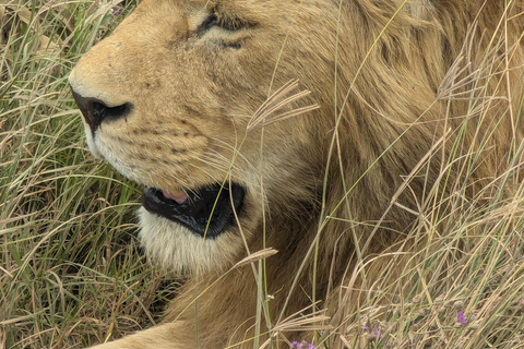 Arusha: 4 giorni di safari nel Serengeti e nel cratere Ngorongoro
