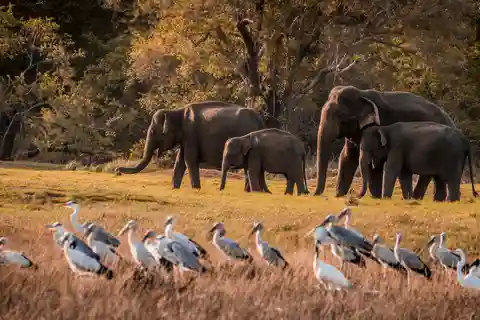 5 Days Tour in Sri Lanka (Hotels, Breakfast & Luxury Car)
