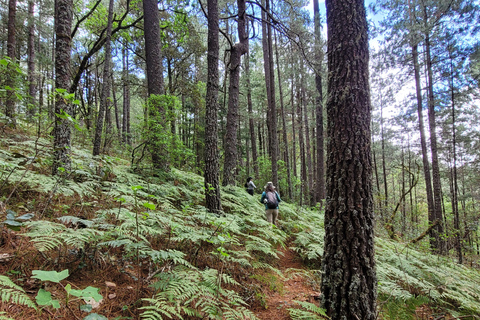 2-Day Sierra Norte Cloud Forest Adventure
