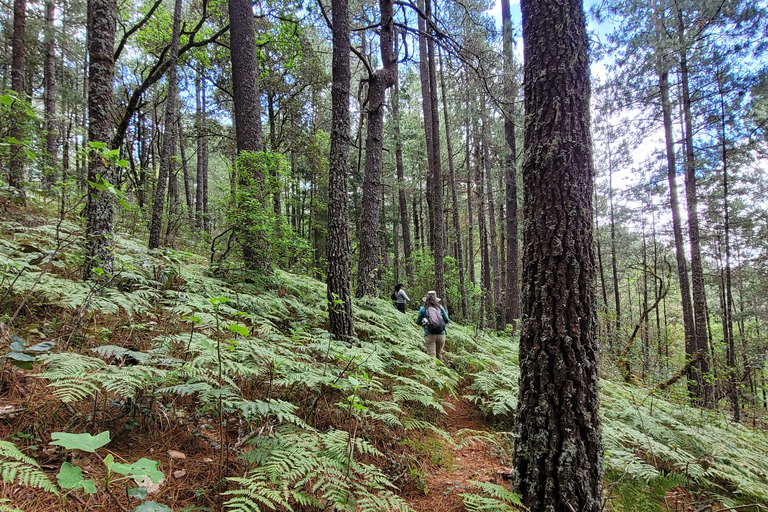 2-Day Sierra Norte Cloud Forest Adventure