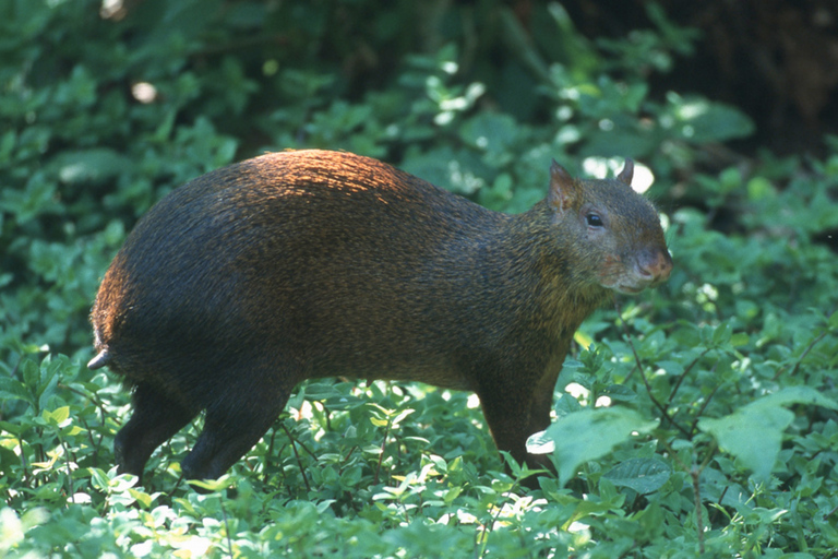 4 Day Manu Jungle Trip from Cusco