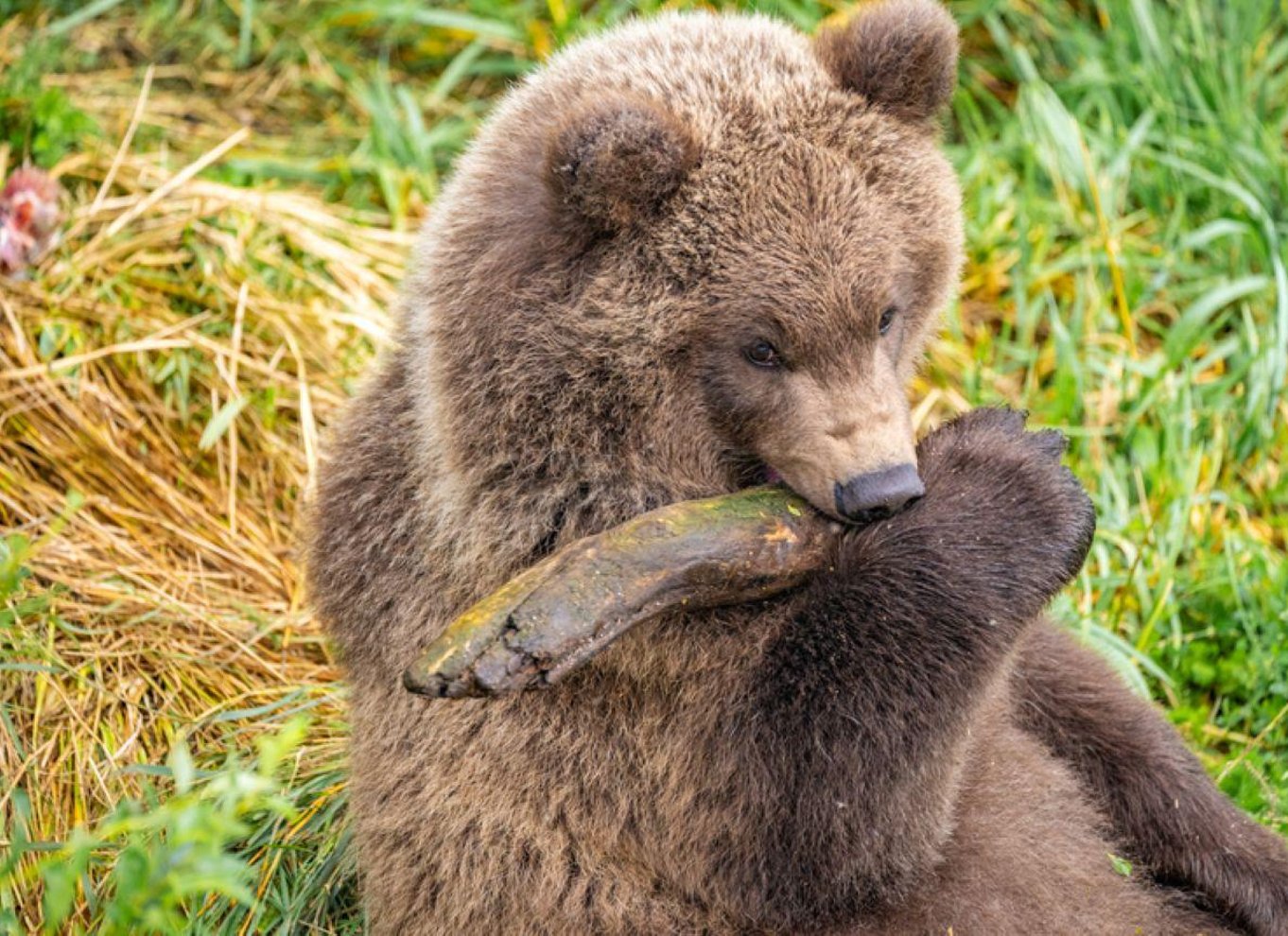 Brooks Falls: Katmai National Park Bear View fra vandfly