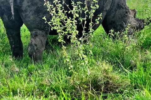 Nairobi: Half Day guided tour to Nairobi National Park