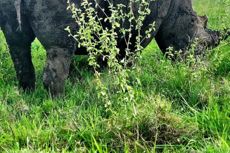 Nairobi: Half Day guided tour to Nairobi National Park