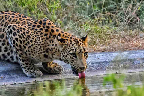 2-dagars lyxig stadsvandring i Jaipur med tiger- och leopardsafariResa utan boende