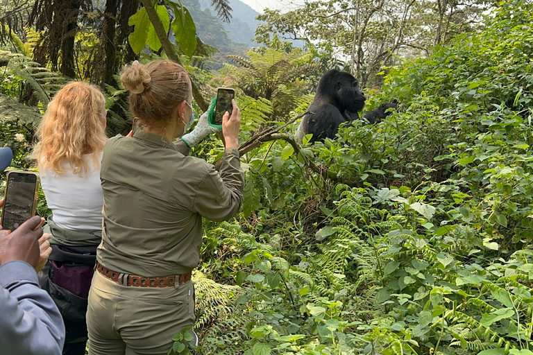 Passeio de 3 dias ao Gorila Mgahinga Gorilla NP Uganda via Ruanda