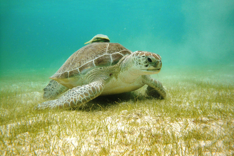 Akumal: Sea Turtles Snorkeling Tour with Park Entry Fee