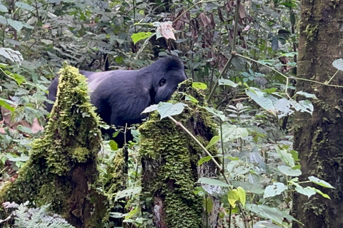 Dagsutflykt med gorillatrekking i Uganda från Kigali, Rwanda