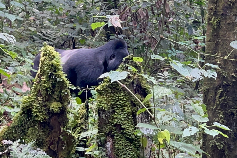 Excursión de 1 día a Uganda para hacer senderismo con gorilas desde Kigali (Ruanda)