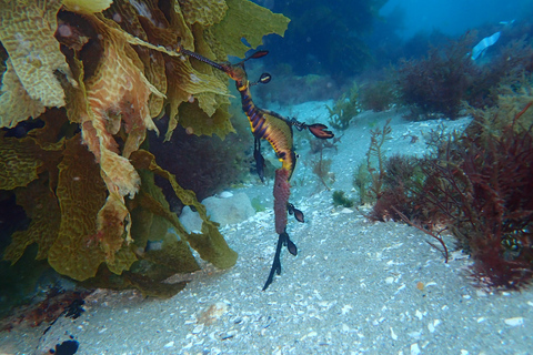 Portsea: Guided Snorkeling Tour with Weedy Sea Dragons