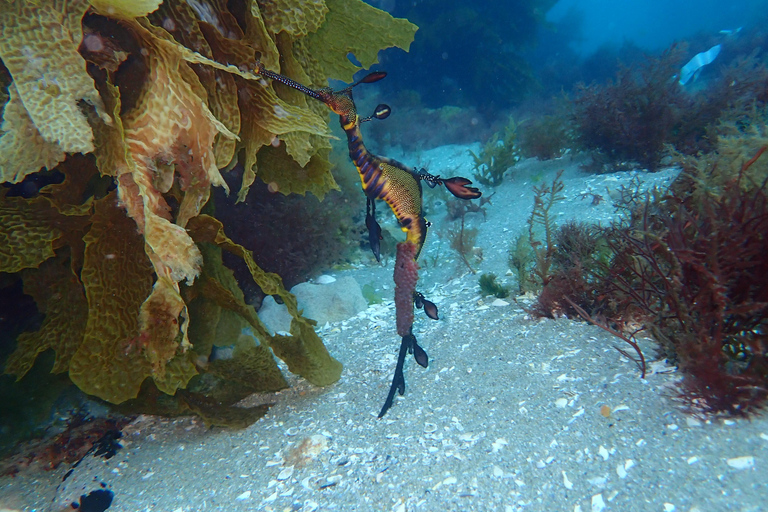 Portsea: Guided Snorkeling Tour with Weedy Sea Dragons