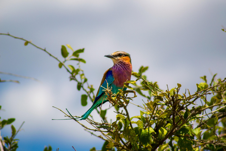 Desde las cataratas Victoria Excursión de un día a Chobe, Botsuana