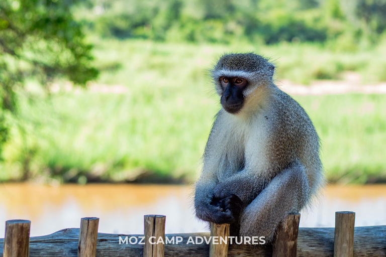 Kruger Park: Big Five Photography Expedition from Maputo