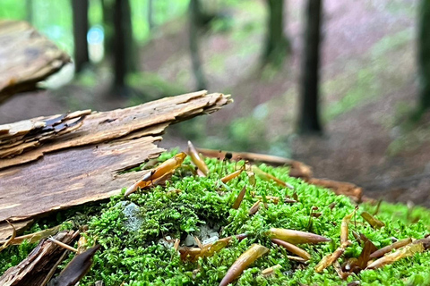 Von Ljubljana aus: Triglav National Park TourAb Ljubljana: Tour zum Nationalpark Triglav