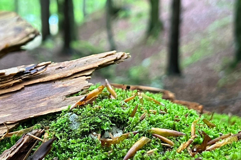 Von Ljubljana aus: Triglav National Park TourAb Ljubljana: Tour zum Nationalpark Triglav