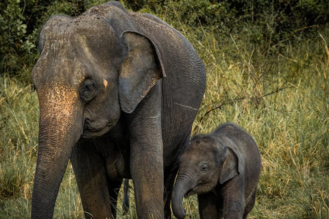 Ella to Udawalawe Transfer With Wild Safari Adventure
