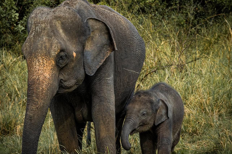 Ella to Udawalawe Transfer With Wild Safari Adventure