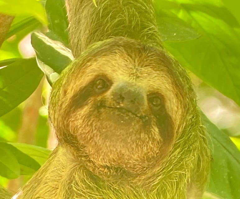 Manuel Antonio Park Naturalist Guided Tour GetYourGuide