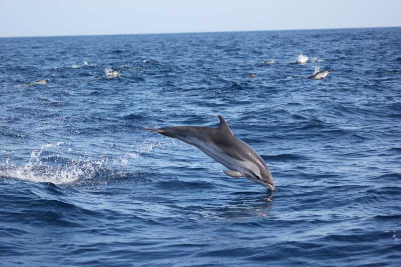 Sagres: Passeio pela Vida Selvagem Golfinhos e Grutas