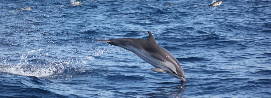 Sagres : Visite de la faune, des dauphins et des grottes
