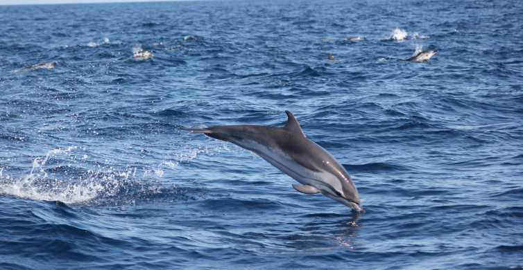 Sagres: Excursión a la Fauna Delfines y Cuevas